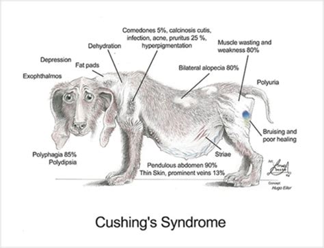 lushings compression test dog|cushing's disease blood test canada.